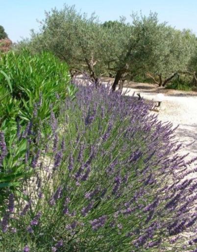 Un Gite En Provence - Les Jardins De Fontanille Saint-Rémy-de-Provence Kültér fotó