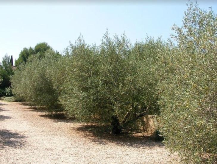 Un Gite En Provence - Les Jardins De Fontanille Saint-Rémy-de-Provence Kültér fotó